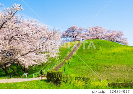 丸墓山古墳の桜（さきたま古墳公園） 124864037