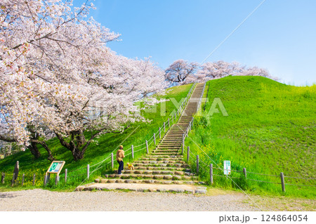 丸墓山古墳の桜（さきたま古墳公園） 124864054
