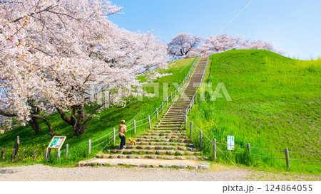 丸墓山古墳の桜（さきたま古墳公園） 124864055