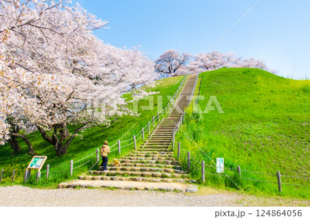 丸墓山古墳の桜（さきたま古墳公園） 124864056