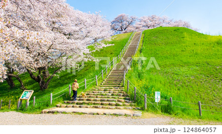 丸墓山古墳の桜（さきたま古墳公園） 124864057