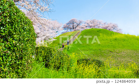 丸墓山古墳の桜（さきたま古墳公園） 124864059