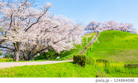 丸墓山古墳の桜(さきたま古墳公園) 丸墓山古墳の桜(さきたま古墳公園) 124864090