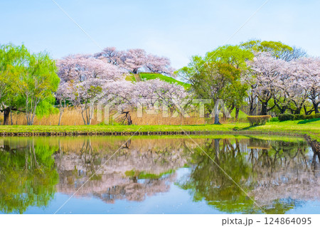 丸墓山古墳の桜（さきたま古墳公園） 124864095
