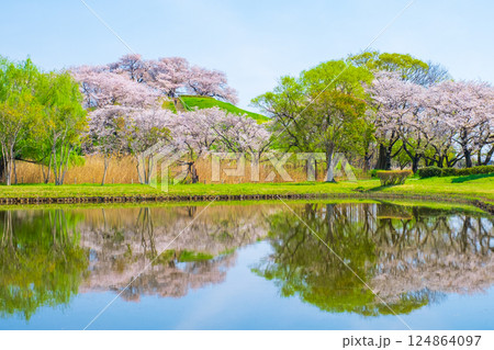 丸墓山古墳の桜（さきたま古墳公園） 124864097