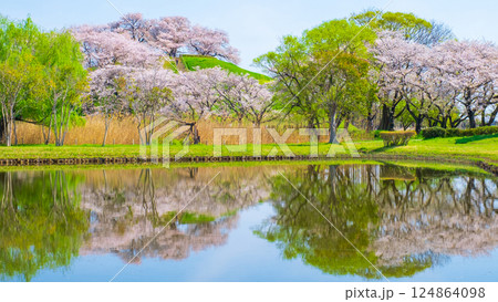 丸墓山古墳の桜（さきたま古墳公園） 124864098