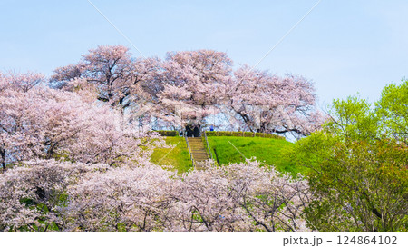 丸墓山古墳の桜（さきたま古墳公園） 124864102