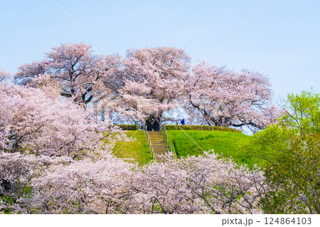 丸墓山古墳の桜（さきたま古墳公園） 124864103