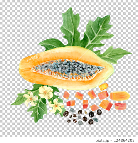 Papaya slice, cubes, seeds, leaf and flowers watercolor illustration isolated on white. The hand-painted tropical fruit clip art is perfect for culinary designs, labels, prints, cards, packages menu Papaya slice, cubes, seeds, leaf and flowers watercolor illustration isolated on white. The hand-painted tropical fruit clip art is perfect for culinary designs, labels, prints, cards, packages menu 124864205