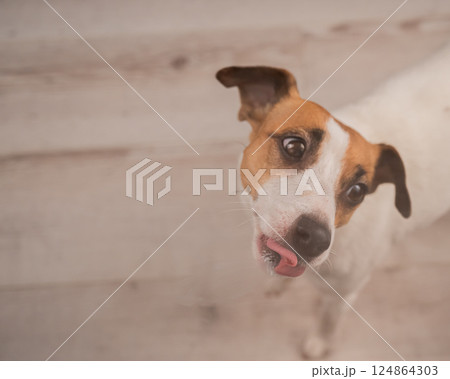 Jack Russell Terrier Dog Licking Glass.  124864303