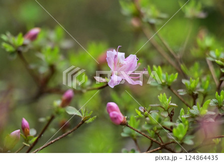 ウンゼンツツジ ウンゼンツツジ 124864435