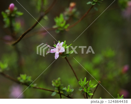 ウンゼンツツジ 124864438