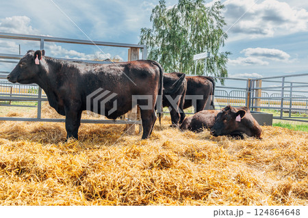 Black Angus calves in the open air 124864648