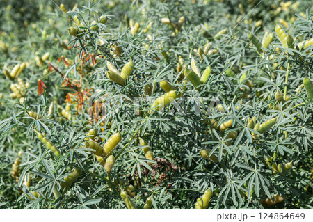 Narrow-leaved lupine with beans or with fruits Narrow-leaved lupine with beans or with fruits 124864649