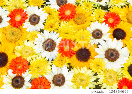 一面に敷き詰められたいろいろな種類のヒマワリとガーベラのカラフルな花 124864695