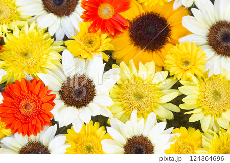 一面に敷き詰められたいろいろな種類のヒマワリとガーベラのカラフルな花 124864696