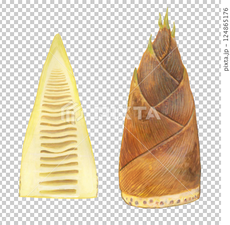 Bamboo shoot illustration 124865176