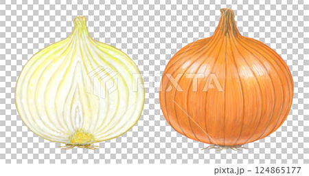Illustration of onion 124865177