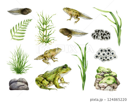 Frog stage development with natural elements realistic painted set. Hand drawn frog, spawn, tadpole, water plants, rocks watercolor illustration. Amphibian life element collection on white background Frog stage development with natural elements realistic painted set. Hand drawn frog, spawn, tadpole, water plants, rocks watercolor illustration. Amphibian life element collection on white background 124865220