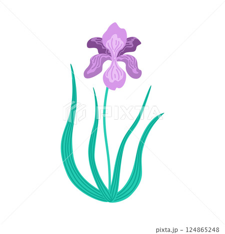 Purple iris flower with green leaves in flat vector style. Botanical illustration of blooming spring plant. Minimalist floral artwork isolated on white. Purple iris flower with green leaves in flat vector style. Botanical illustration of blooming spring plant. Minimalist floral artwork isolated on white. 124865248