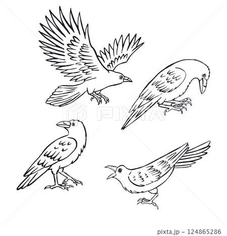 Hand drawn inky sketch style ravens or crows set isolated on white background 124865286