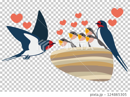 餌をねだるツバメの雛と親鳥のベクターイラストセット 餌をねだるツバメの雛と親鳥のベクターイラストセット 124865305