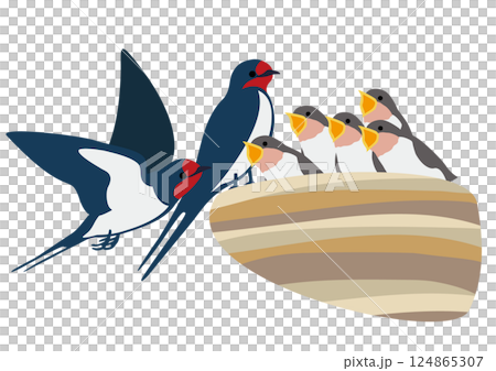 Vector illustration set of swallow chicks and parents begging for food 124865307