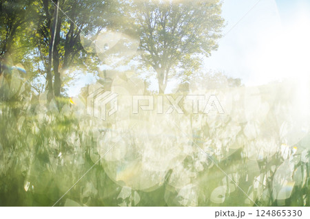 朝の公園 キラキライメージ 朝の公園 キラキライメージ 124865330