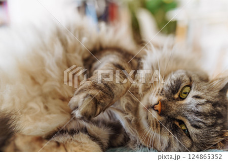 sleeping fluffy gray domestic cat sleeping fluffy gray domestic cat 124865352