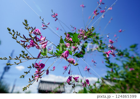 寺院の境内に咲くピンクの萩の花 124865399
