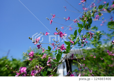 寺院の境内に咲くピンクの萩の花 寺院の境内に咲くピンクの萩の花 124865400