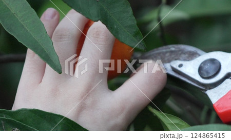 Pruning, Harvesting, Citrus: Child's hand picks fruit, garden, autumn, food production. Pruning, Harvesting, Citrus: Child's hand picks fruit, garden, autumn, food production. 124865415