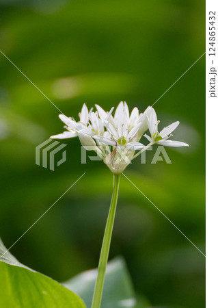 Wild Garlic Flower Blooming Springtime Nature. A single white wild garlic flower blooms on a slender stem against a blurred green background. The flower is in full bloom with delicate white petals. 124865432