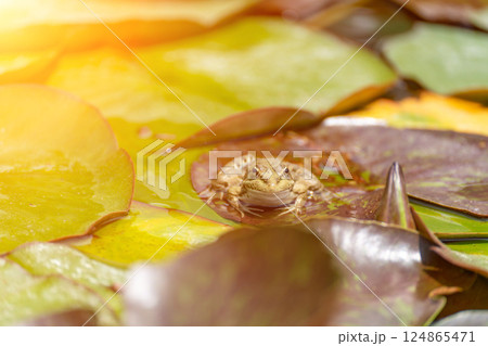 frog leaf water lily. A small green frog is sitting at the edge of water lily leaves in a pond 124865471