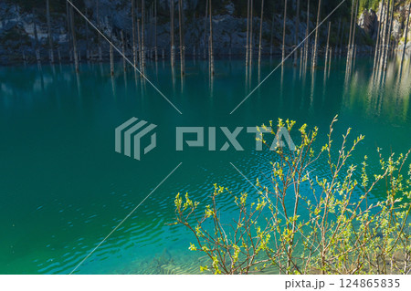lake kaindy with cold icy water. mountain lake in kazakhstan 124865835
