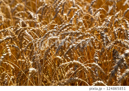 Gold wheat field and blue sky Gold wheat field and blue sky 124865851