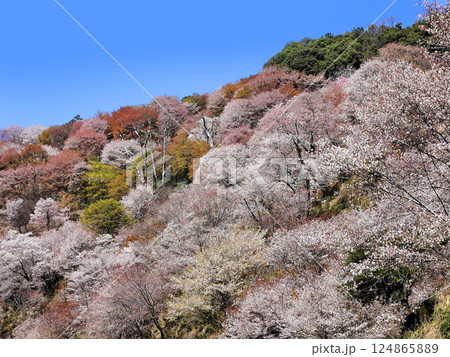 世界遺産　吉野大峯の満開の桜 124865889