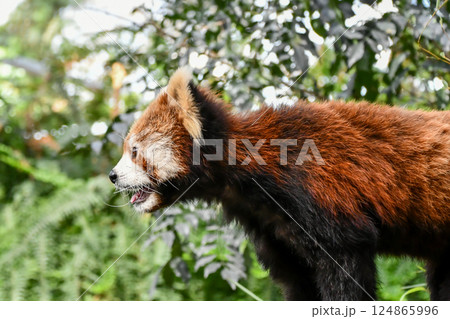 横向きのレッサーパンダ 横向きのレッサーパンダ 124865996
