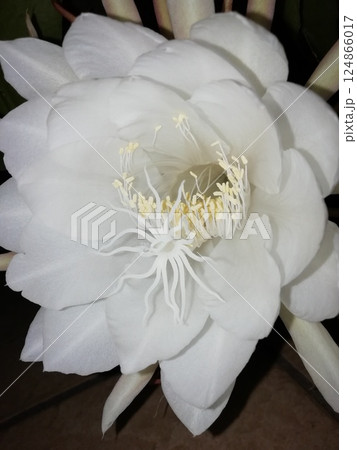 月下美人 124866017