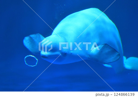 島根県　しまね海洋館アクアス　シロイルカのパフォーマンス 124866139