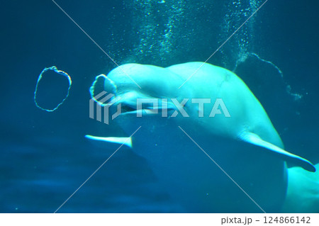 島根県　しまね海洋館アクアス　シロイルカのパフォーマンス 124866142
