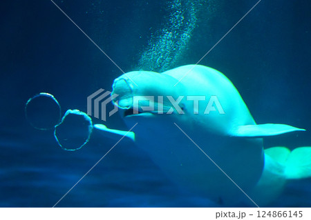 島根県　しまね海洋館アクアス　シロイルカのパフォーマンス 124866145