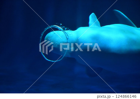 島根県　しまね海洋館アクアス　シロイルカのパフォーマンス 124866146