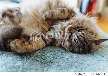 sleeping fluffy gray domestic cat sleeping fluffy gray domestic cat 124866151