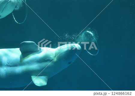 島根県 しまね海洋館アクアス シロイルカのパフォーマンス 島根県 しまね海洋館アクアス シロイルカのパフォーマンス 124866162