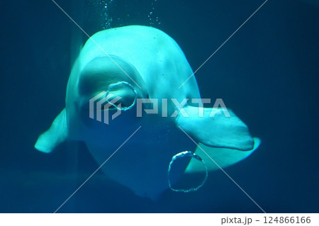 島根県　しまね海洋館アクアス　シロイルカのパフォーマンス 124866166