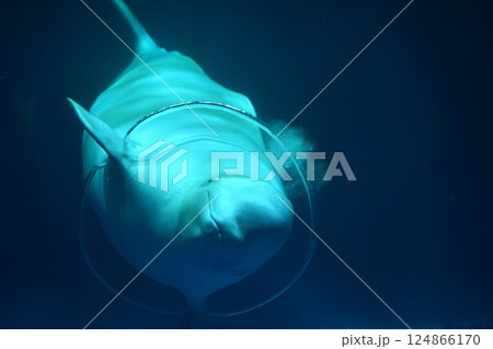 島根県 しまね海洋館アクアス シロイルカのパフォーマンス 島根県 しまね海洋館アクアス シロイルカのパフォーマンス 124866170