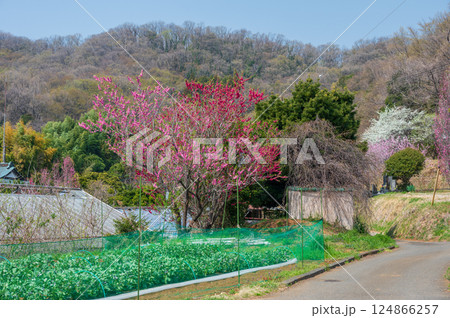 鶴巻温泉の田舎風景　長閑な春の景色 124866257