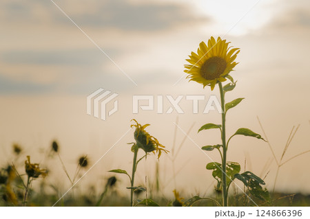 向日葵 向日葵 124866396