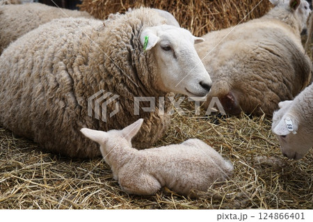 羊の親子 124866401